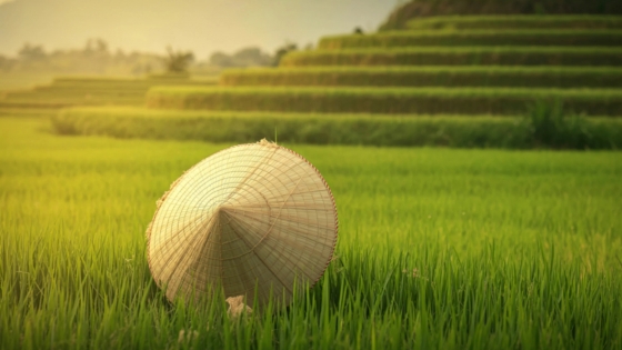 VIETNAM CAMBOYA  Y TAILANDIA